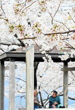 日本海を望む高台のあずまやを囲むように咲き誇る桜＝８日、香美町香住区余部