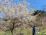 　岩手県山田町の「復興さくらの丘」で見頃を迎えた桜＝１５日