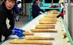 出荷が本格化した「ねばりっこ」を選果するスタッフら＝１０日、北栄町西園のＪＡ鳥取中央長芋集荷場