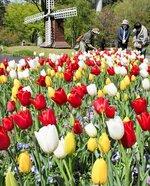 来園者を楽しませている色鮮やかなチューリップ＝８日、南部町鶴田のとっとり花回廊