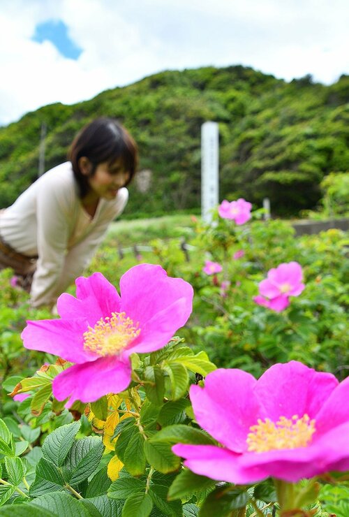  鮮やかなピンク色の花を咲かせるハマナス＝１６日、鳥取市白兎 