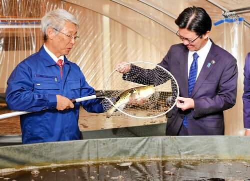 成長したトラフグを披露する増田さん（左）＝１６日、米子市淀江町福岡の白鳳の里