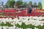 　チューリップが咲き誇る砺波チューリップ公園＝２日午後、富山県砺波市