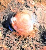 発見されたマメシジミ（白石さん提供）