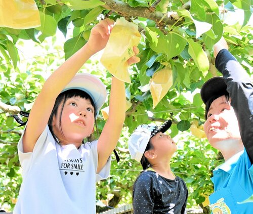 指導を受けながら丁寧に袋をかける児童ら＝１９日、湯梨浜町久見