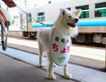 　ＪＲ鰺ケ沢駅の観光駅長を務める秋田犬「ちょめ」＝８日、青森県鰺ケ沢町