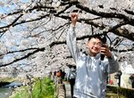 袋川沿いの遊歩道で満開の桜並木を撮影するマイクさん