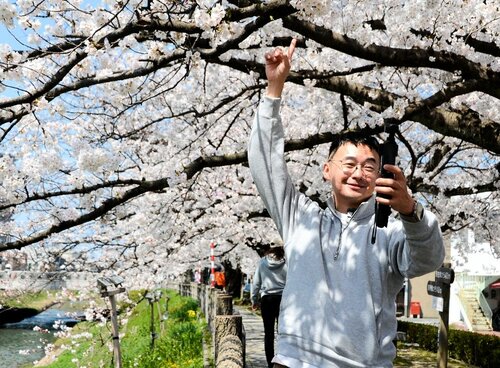 袋川沿いの遊歩道で満開の桜並木を撮影するマイクさん