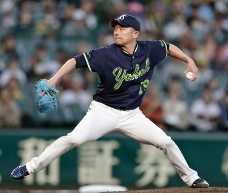 　プロ野球新記録となる２４年連続勝利を達成したヤクルト・石川＝甲子園