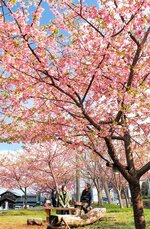河津桜のピンクの花を楽しむ花見客＝２９日、鳥取県伯耆町丸山の河津桜の丘
