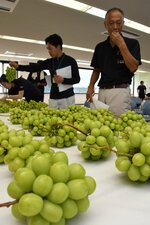 シャインマスカットの出来栄えを確かめる生産者＝２７日、湯梨浜町田後の鳥取中央有線放送湯梨浜支局