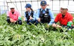 倉吉署員とスイカ畑を巡回する生産者