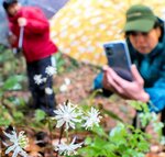 セリバオウレンの白い花を撮影する参加者