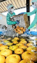 水を張ったコンテナに梨を投入して洗浄する社員＝１８日、香美町香住区三谷のトキワ
