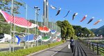 気持ち良さそうに泳ぐこいのぼり＝２日、若桜町若桜の中之島公園