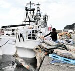 出漁前に行われている漁網の積み込み作業＝２６日、新温泉町諸寄の諸寄漁港