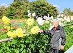 長草さんが育てた、色鮮やかに咲くダリアの花