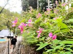 小さくかれんな花を咲かせているハギ＝２１日、香美町小代区広井の古代体験の森
