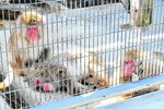 高齢化が進むニホンザルのサル舎＝鳥取市戎町の真教寺公園