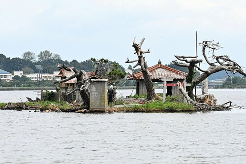  カワウによるふん害で枯れてしまい、伐採される松＝２８日、鳥取市高住の猫島 