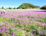 福部砂丘を彩るラッキョウの花。１００年を超える砂との闘いで鳥取県の特産物となった