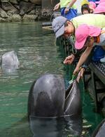 　和歌山県太地町の町立くじらの博物館で披露されたクジラの歯磨き＝３日午前
