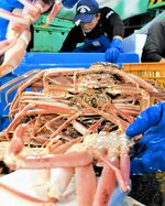 【仕分け】初競りを前に船内で重さを量り、仕分けられるズワイガニ（網代漁港）