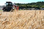 黄金色に実った麦を刈り取る収穫作業＝５日、北栄町国坂