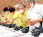 出来栄えを確かめる生産者ら＝２２日、湯梨浜町久留のＪＡ鳥取中央羽合支所