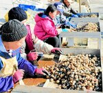 出荷する赤貝の殻の付着物を取り除く作業に追われる女性たち
