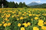 大山をバックに咲き誇るマリーゴールド＝２６日、南部町のとっとり花回廊