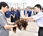 成長したアラメを手に取り組みを紹介する県の担当者（右手前）＝大山町御来屋の御来屋漁港