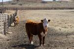 　突然現れた記者に怪訝な表情を見せる牛たち＝３月、米テキサス州ロバーツ郡（共同）