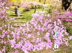 鮮やかな赤紫色で公園を彩るミツバツツジ＝１８日、鳥取県日野町中菅の滝山公園