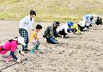 田植えのようにヒマワリの種を手作業でまく参加者＝１８日、新温泉町宮脇の吟風農園
